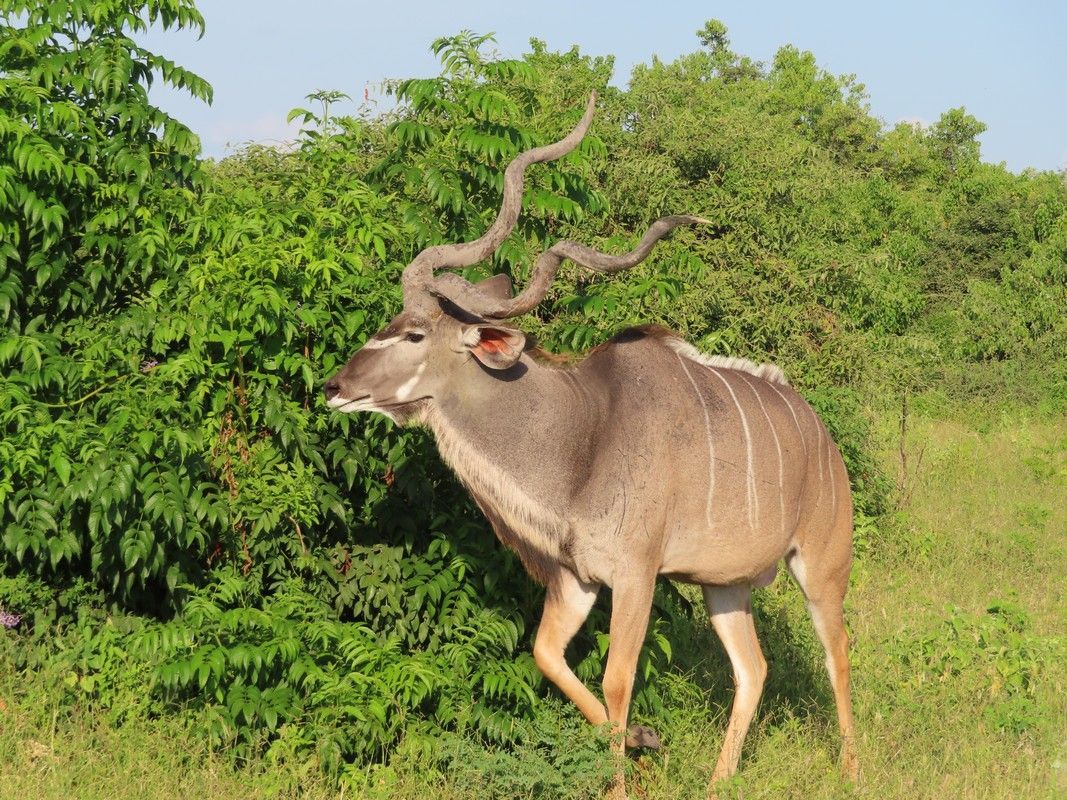 A deer with long horns is standing in a field.