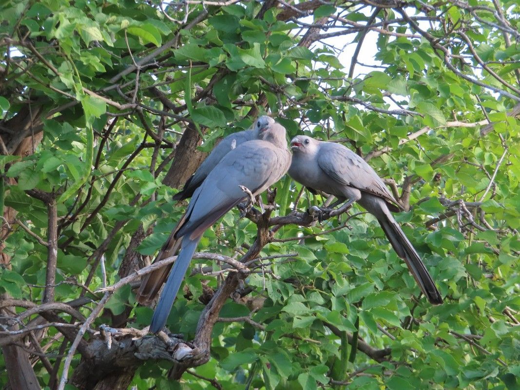 Two birds are perched on a tree branch.