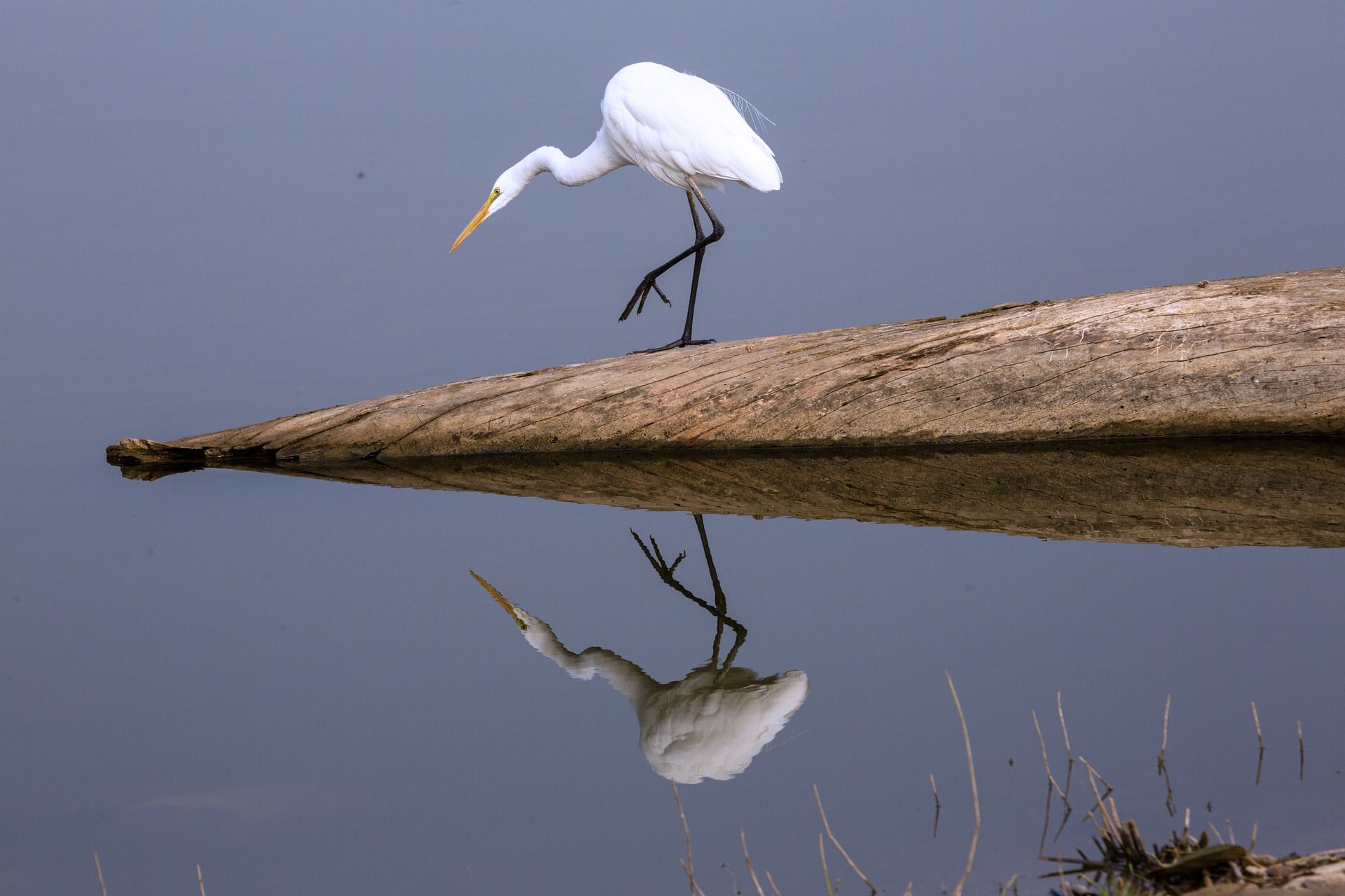 A white bird is standing on a log in the water.