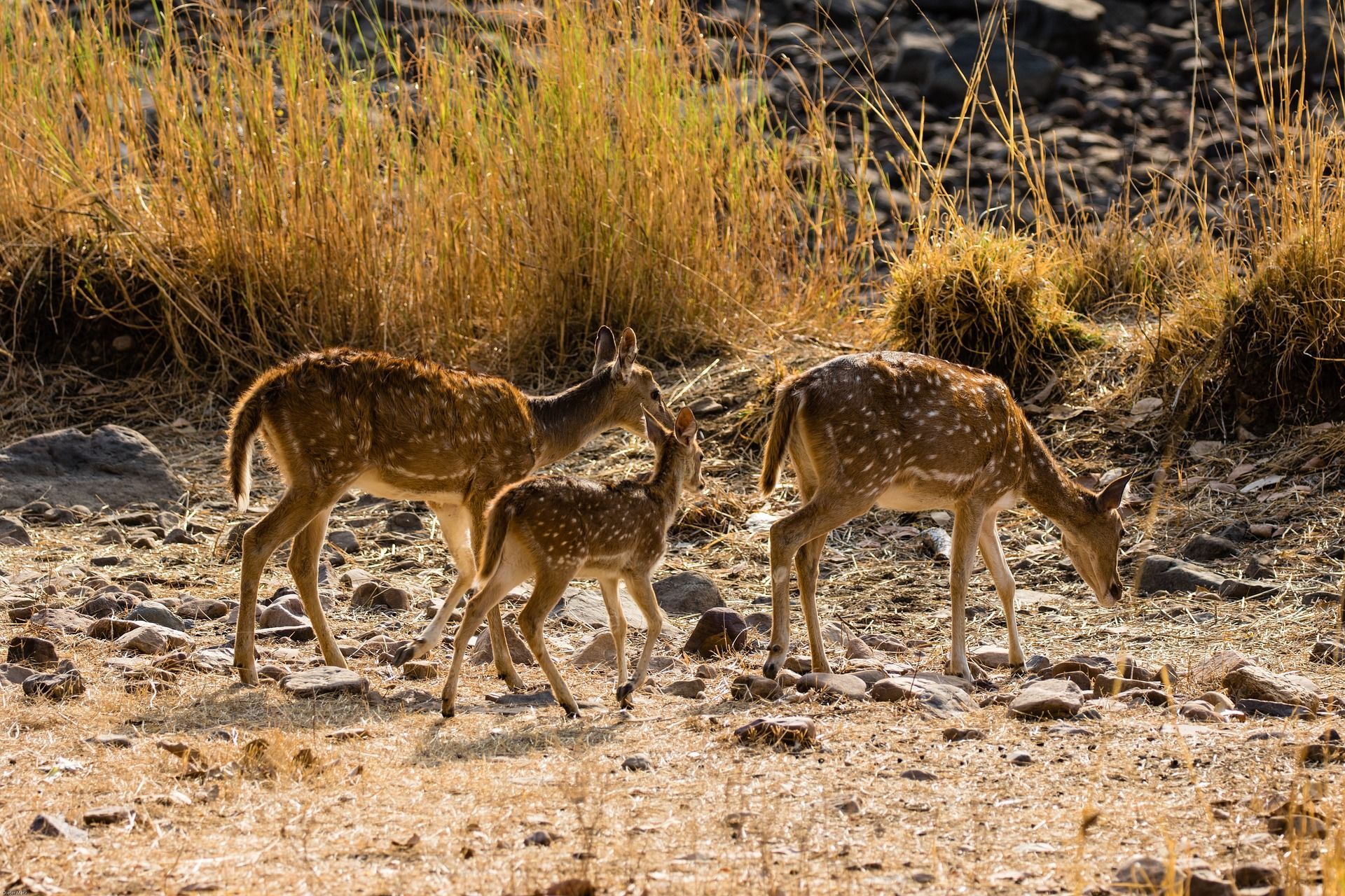 A herd of deer standing next to each other in a field in India