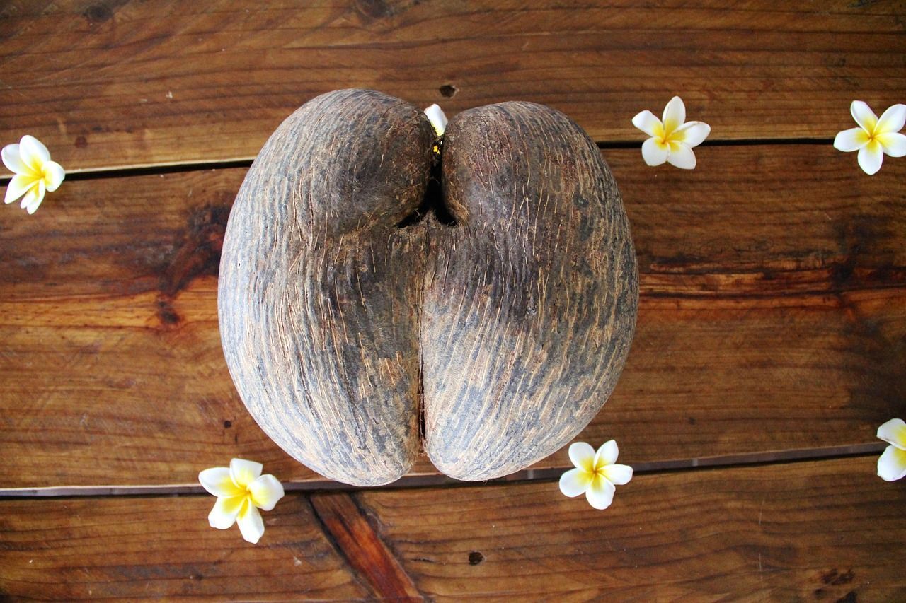 Coco De Mer Large, brown coco de mer nut on wood, surrounded by small, white flowers.