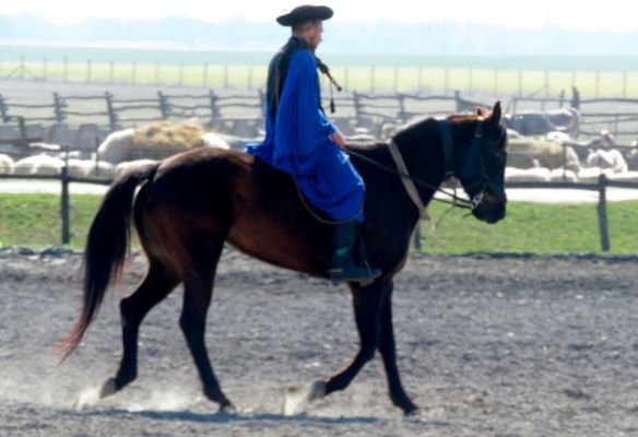 Hungarian Csikósok