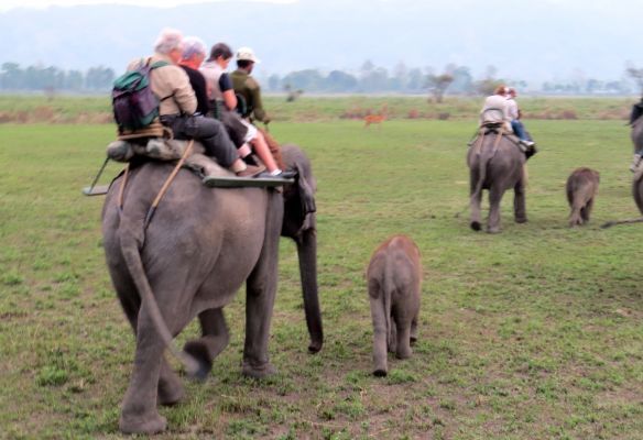 A group of people are riding elephants in a Kaziranga National Park