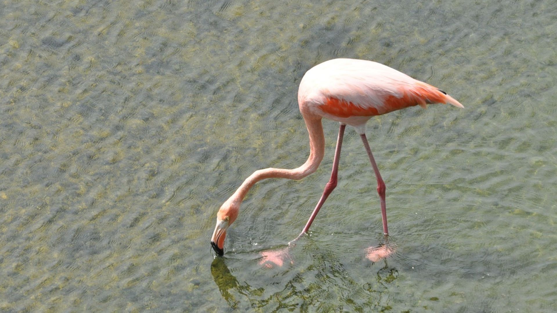a flamingo is drinking water from a body of water