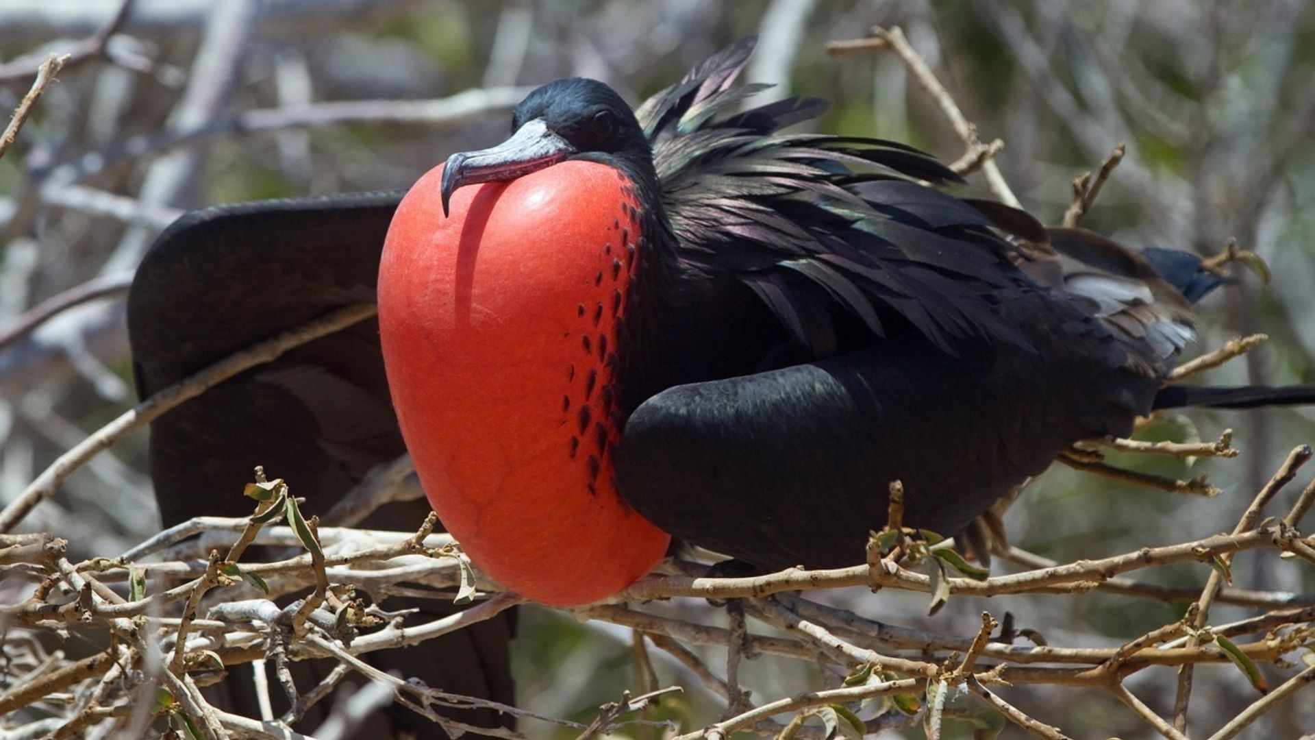 a black bird with a red beak is perched on a tree branch in the Galapagos