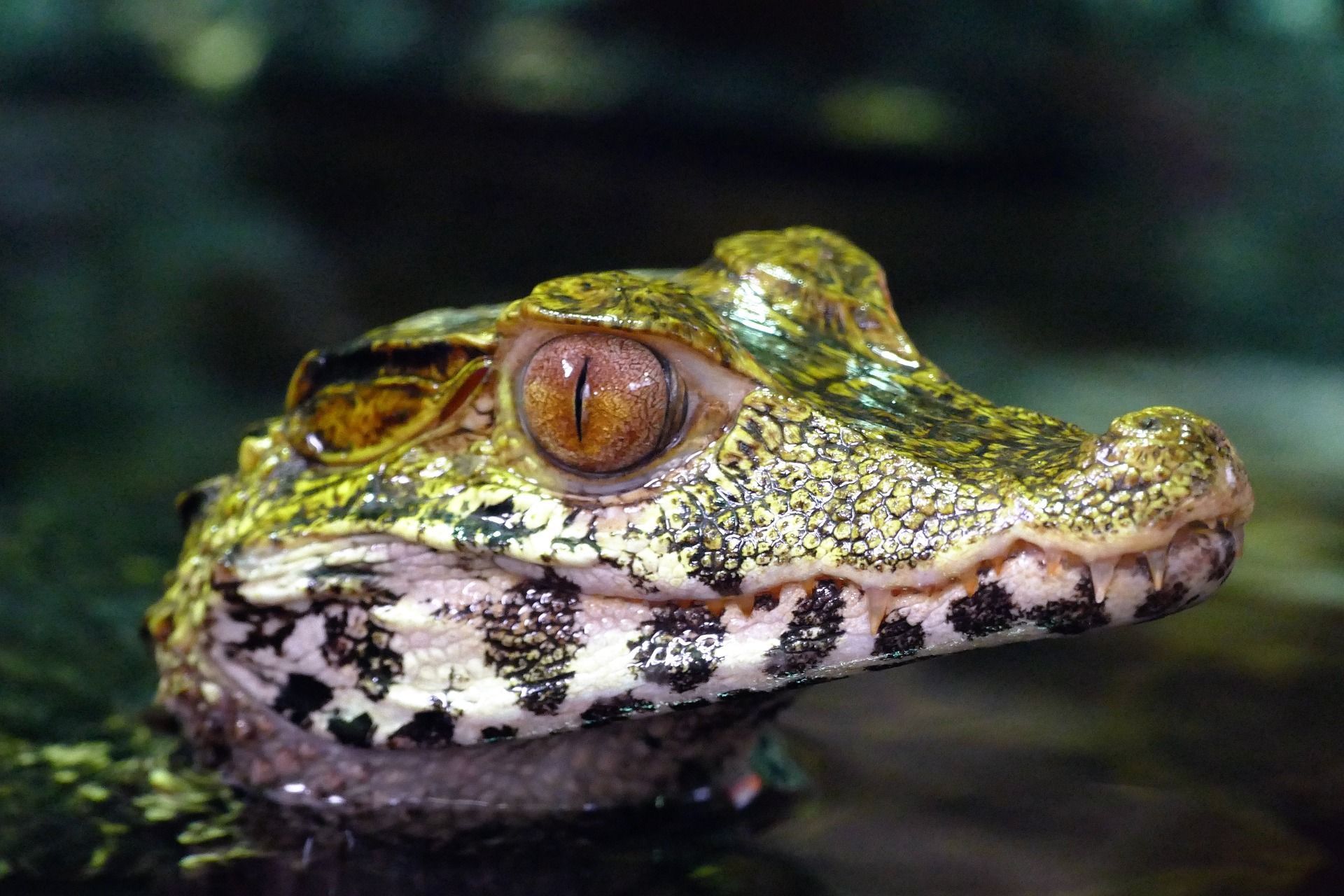 A close up of a caiman 's head in the water.