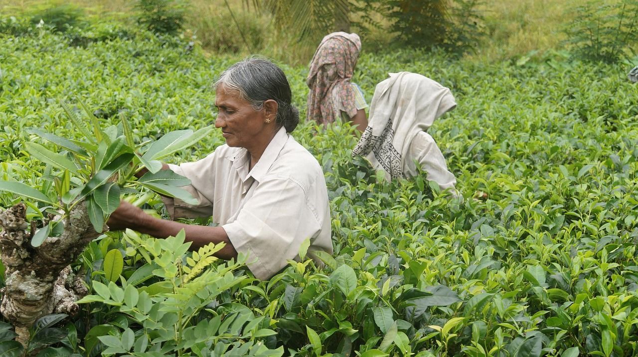 A group of people are working in a field of plants.