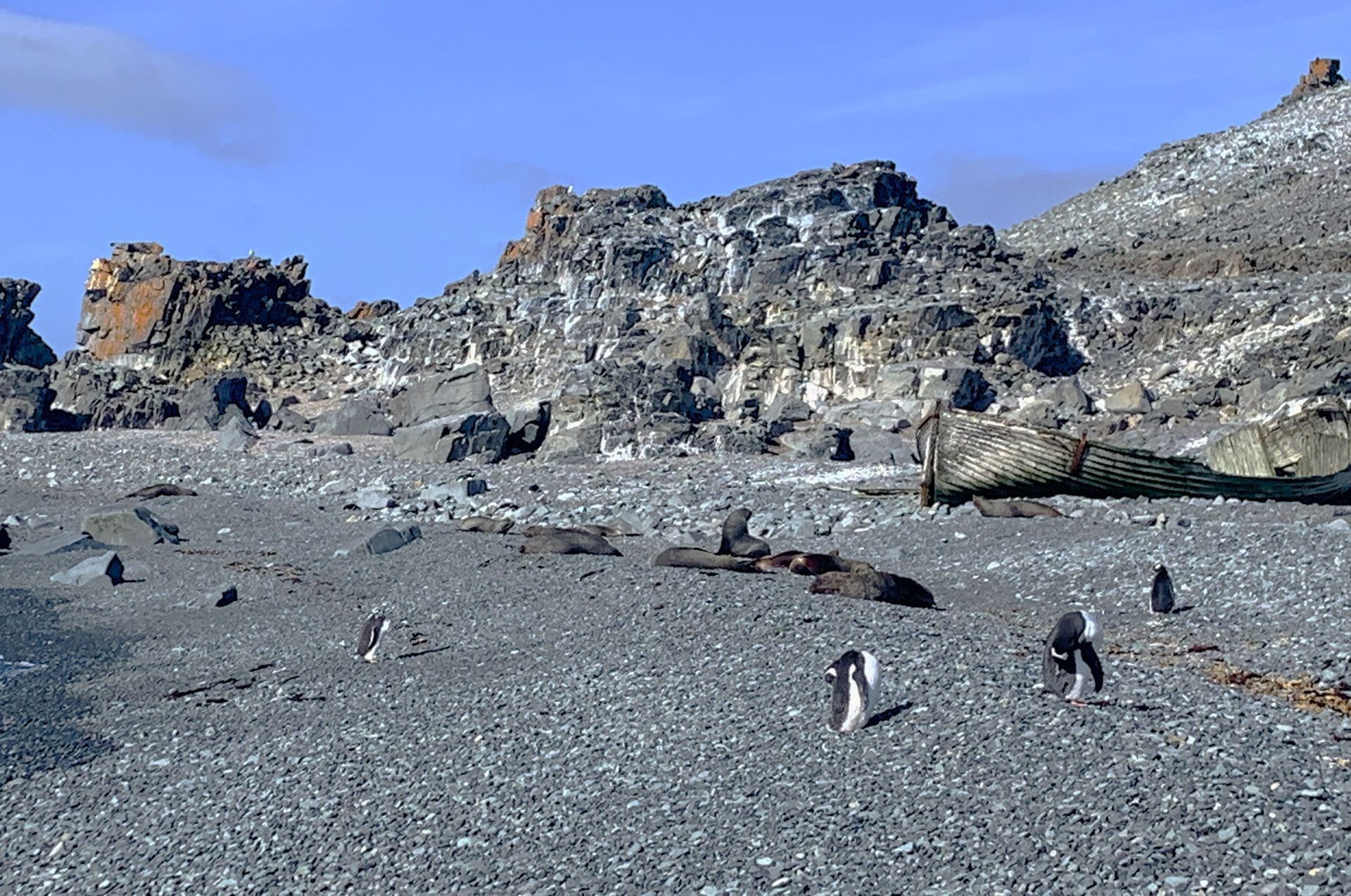 A group of penguins are standing on a rocky beach