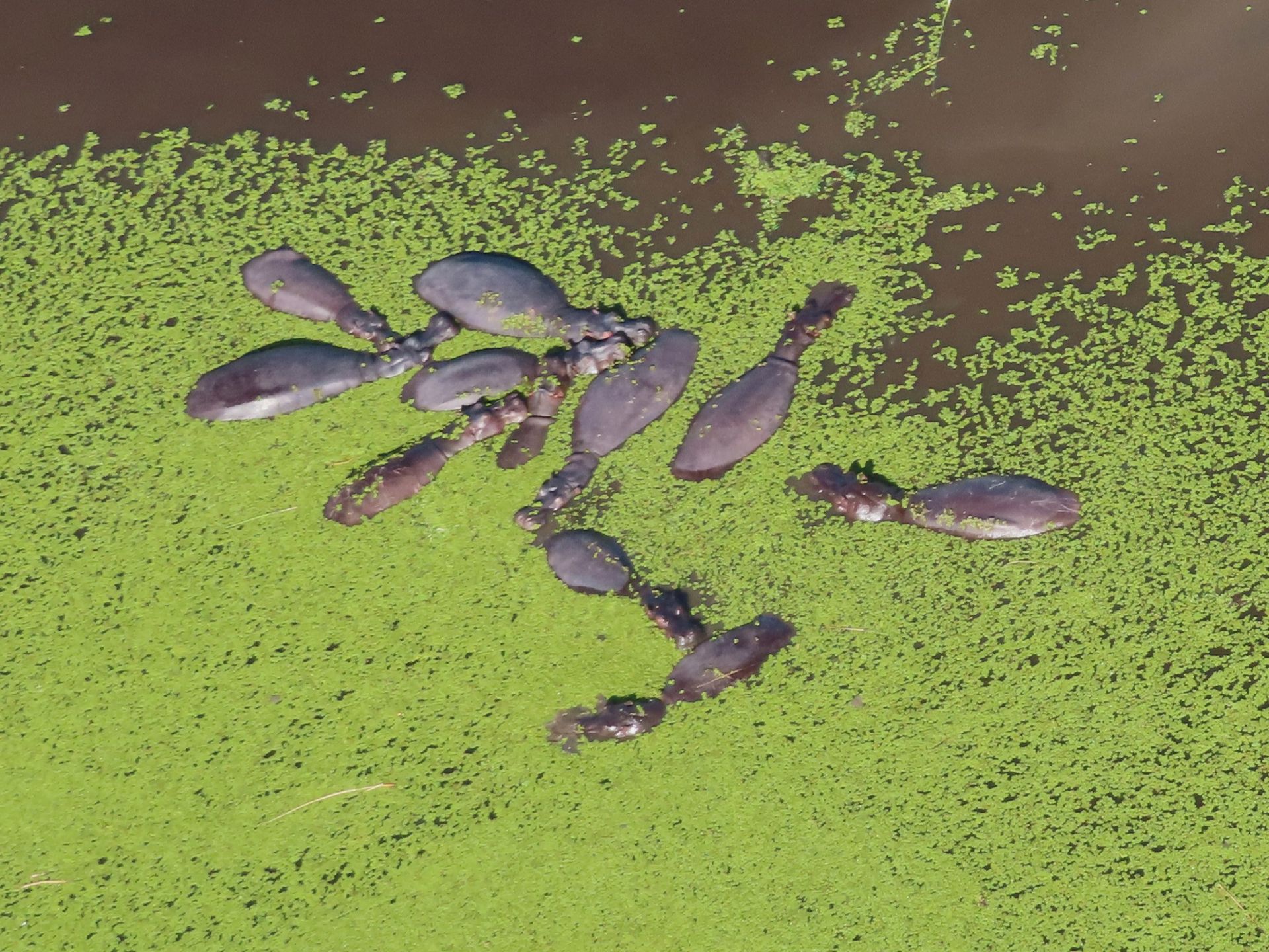 A group of hippos are swimming in a pond surrounded by green algae
