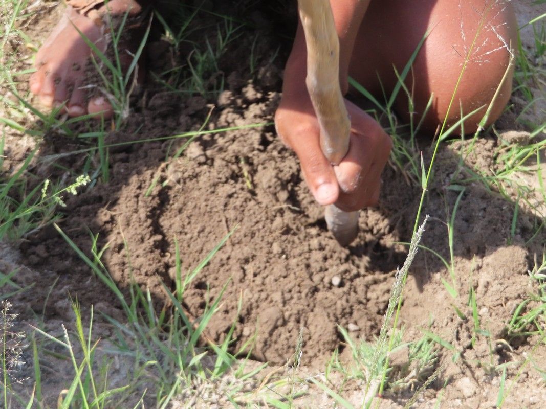 A person is digging in the dirt with a stick.
