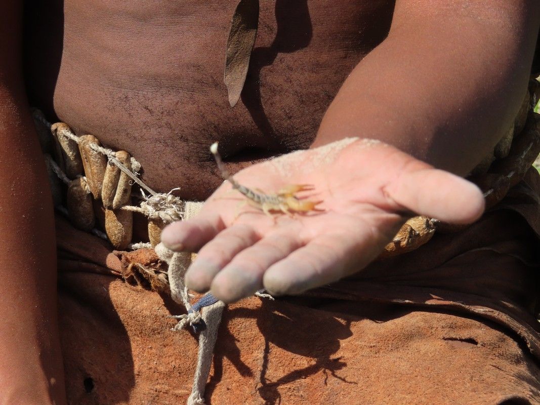 A person is holding a small lizard in their hand