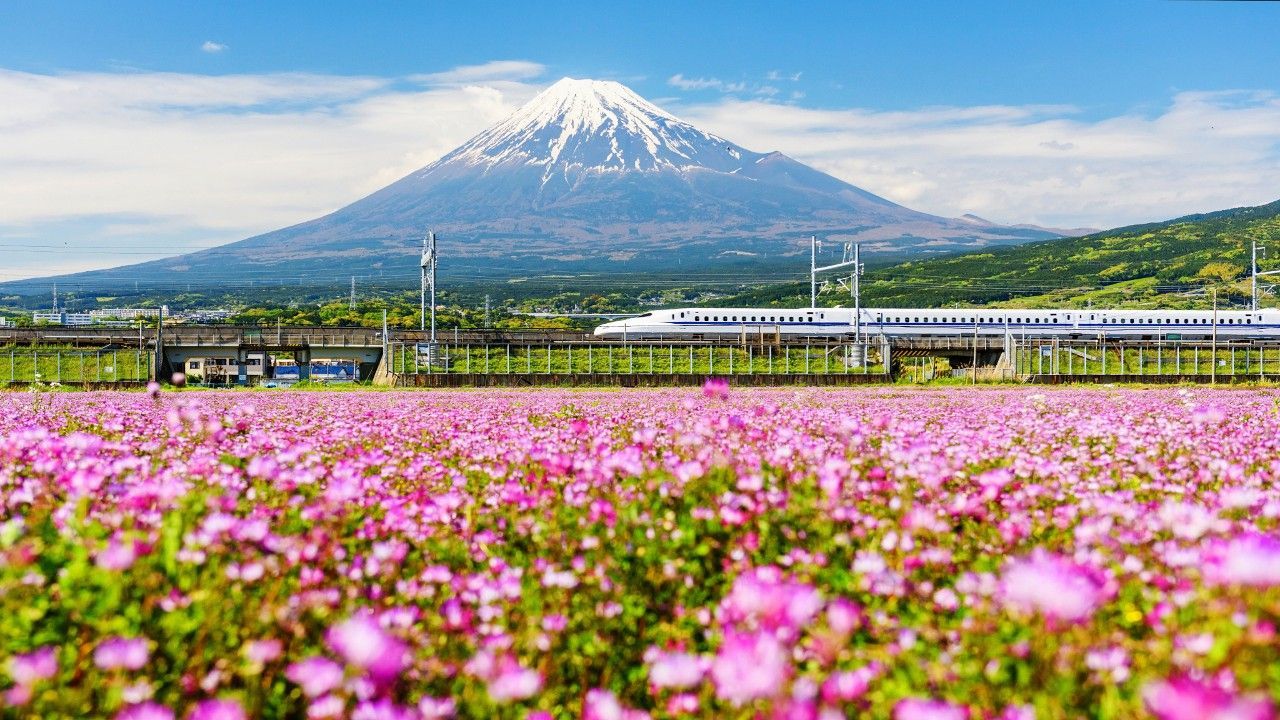 Mount Fuji with a high-speed train passing a field of pink flowers. Blue sky in background.