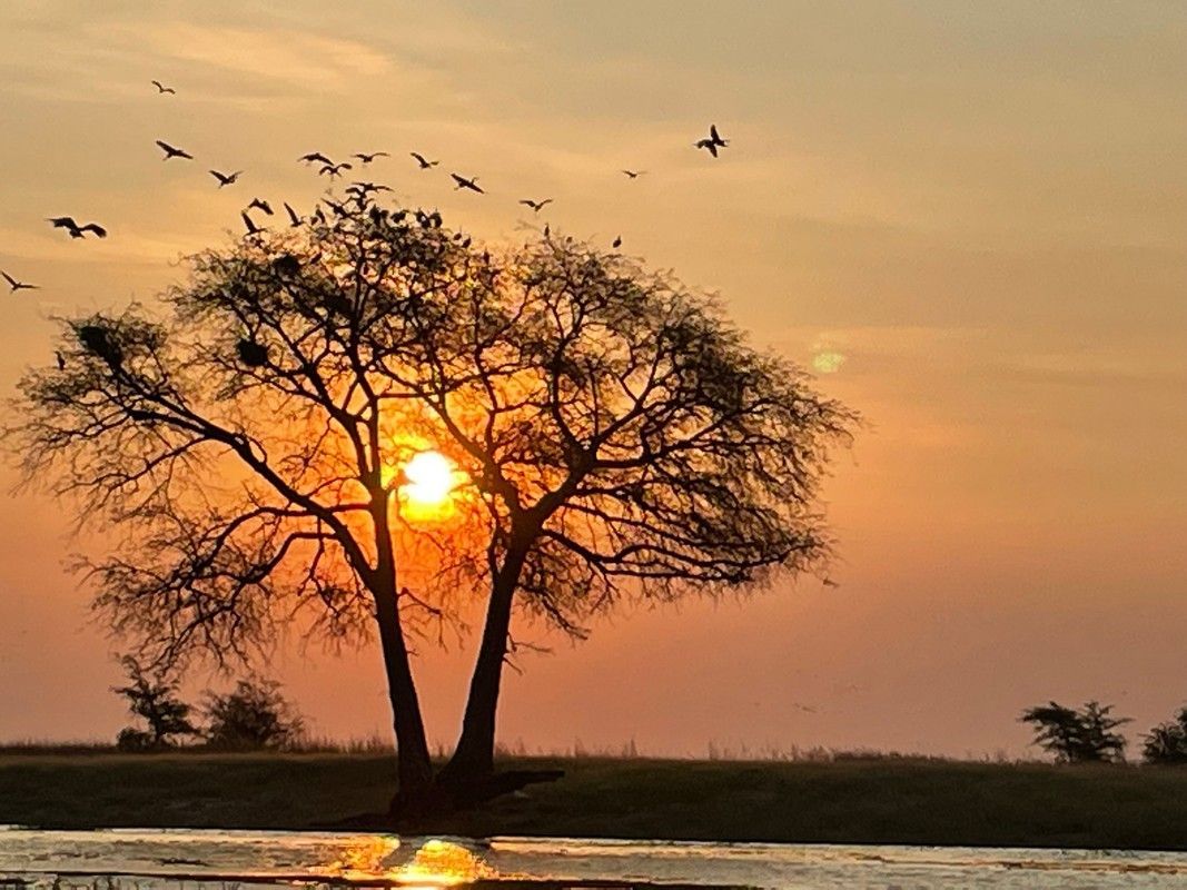 The sun is setting behind a tree in the middle of a field