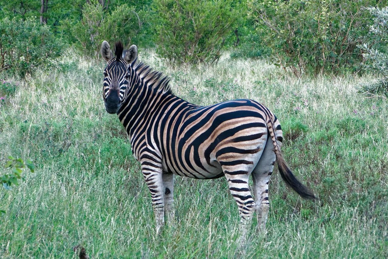A zebra is standing in the grass looking at the camera.