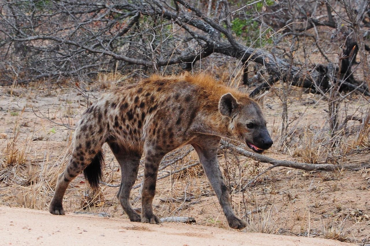 A hyena is walking down a dirt road in the wild.