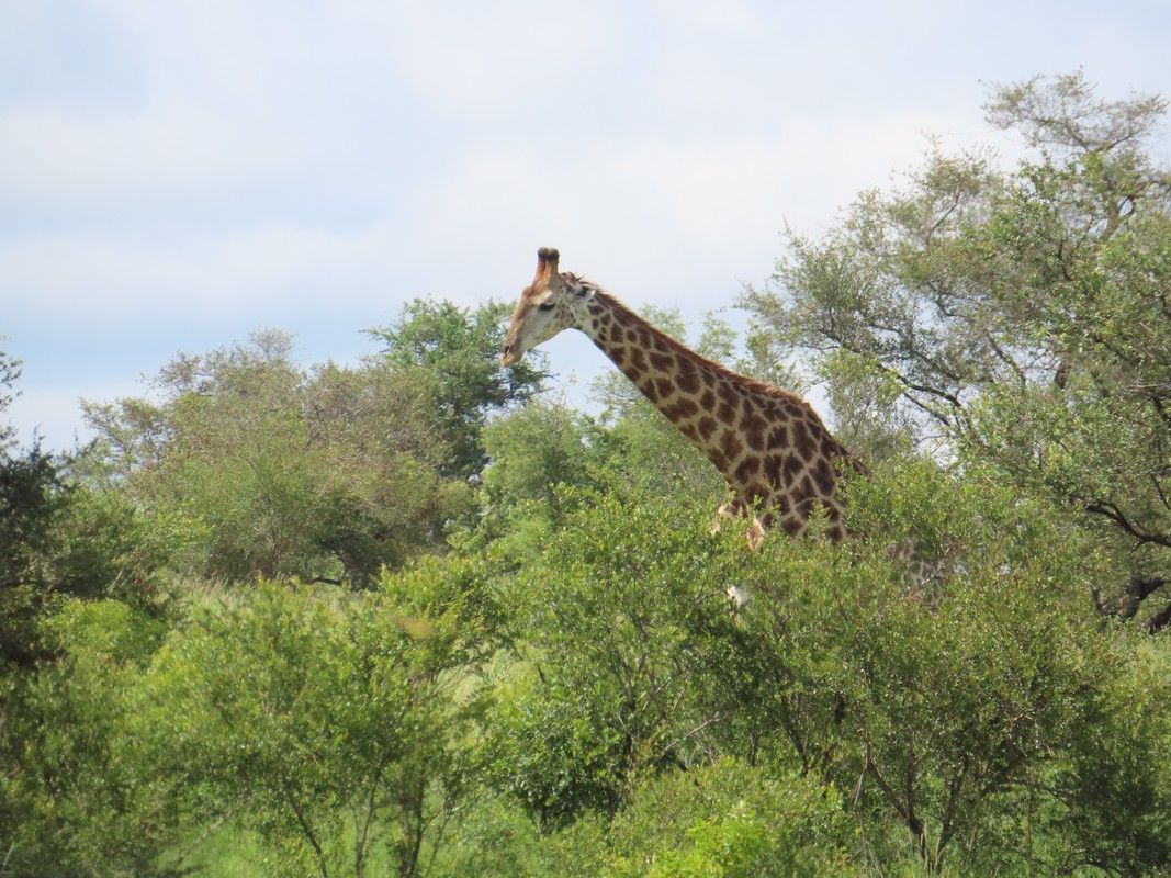 A giraffe is standing in the middle of a lush green field.