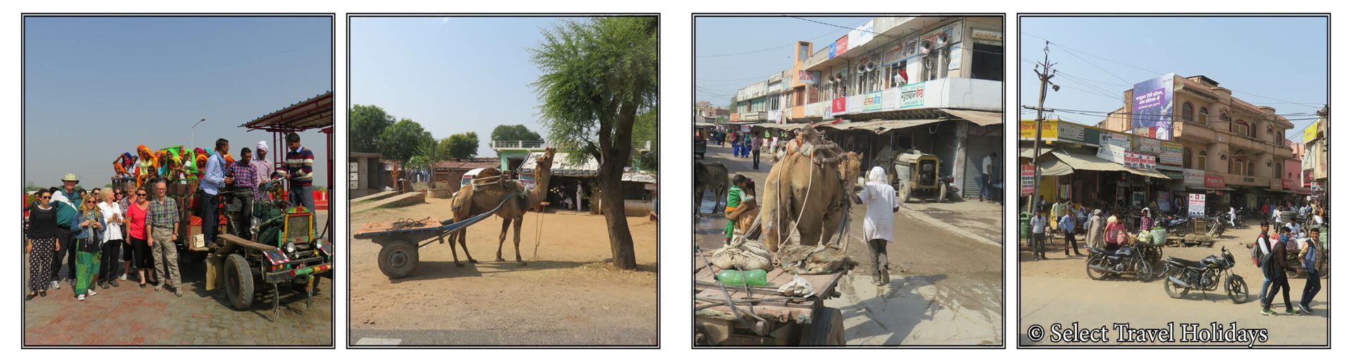 A collage of four pictures of people and animals