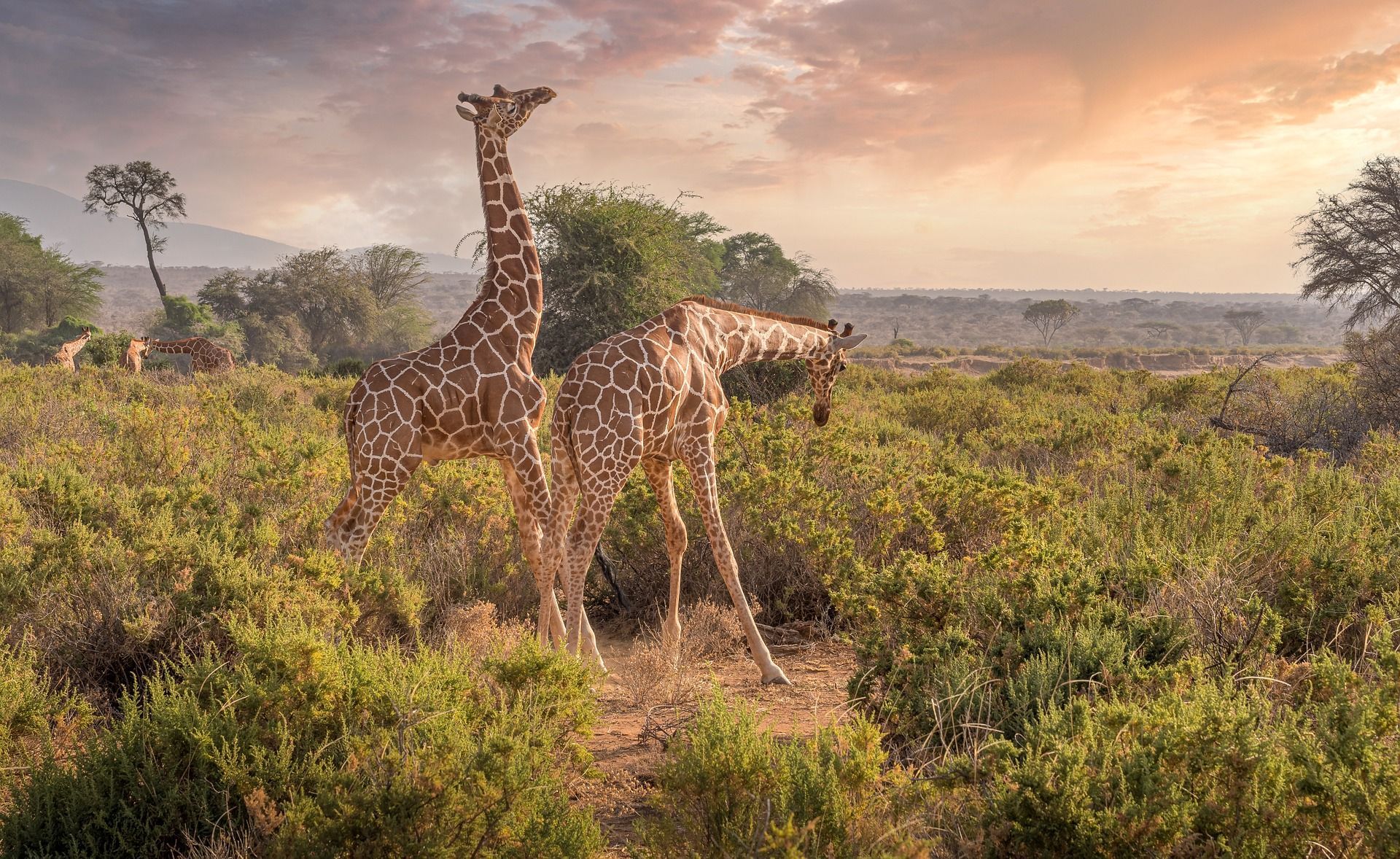 A couple of giraffes standing next to each other in Kenya