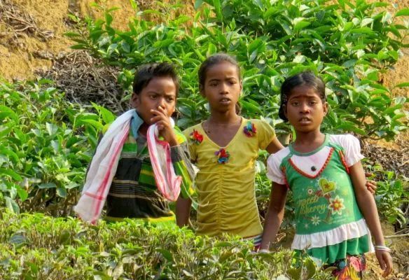 A boy and two girls are standing next to each other in a tea plantation in India