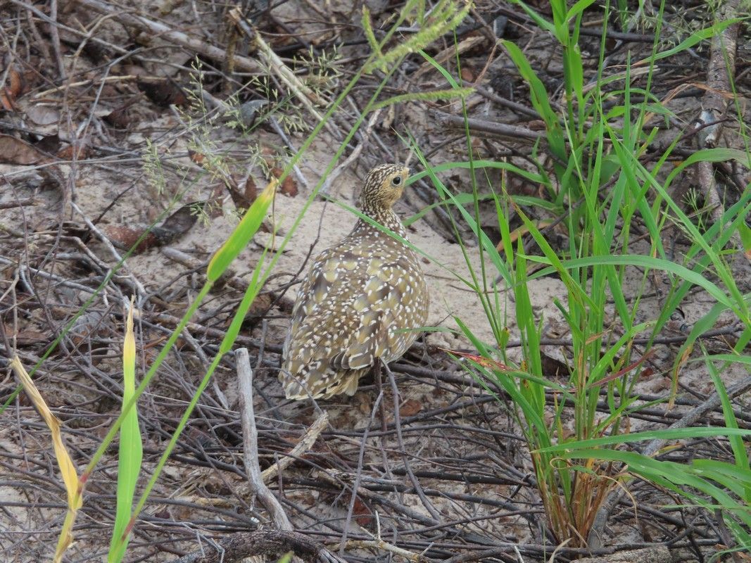 A lizard is sitting in the grass in the dirt.