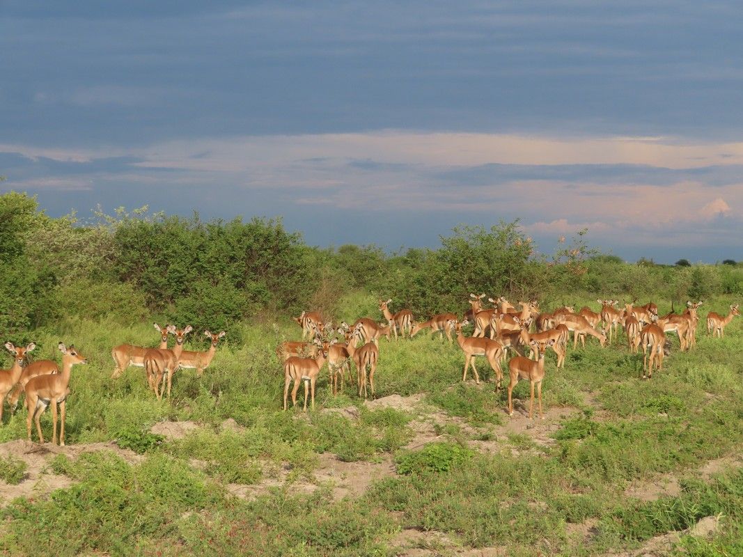 A herd of antelope standing in a grassy field.