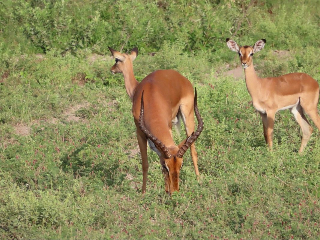 Two antelope are grazing in a grassy field.