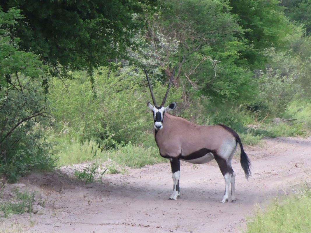 An antelope with long horns is standing on a dirt road.