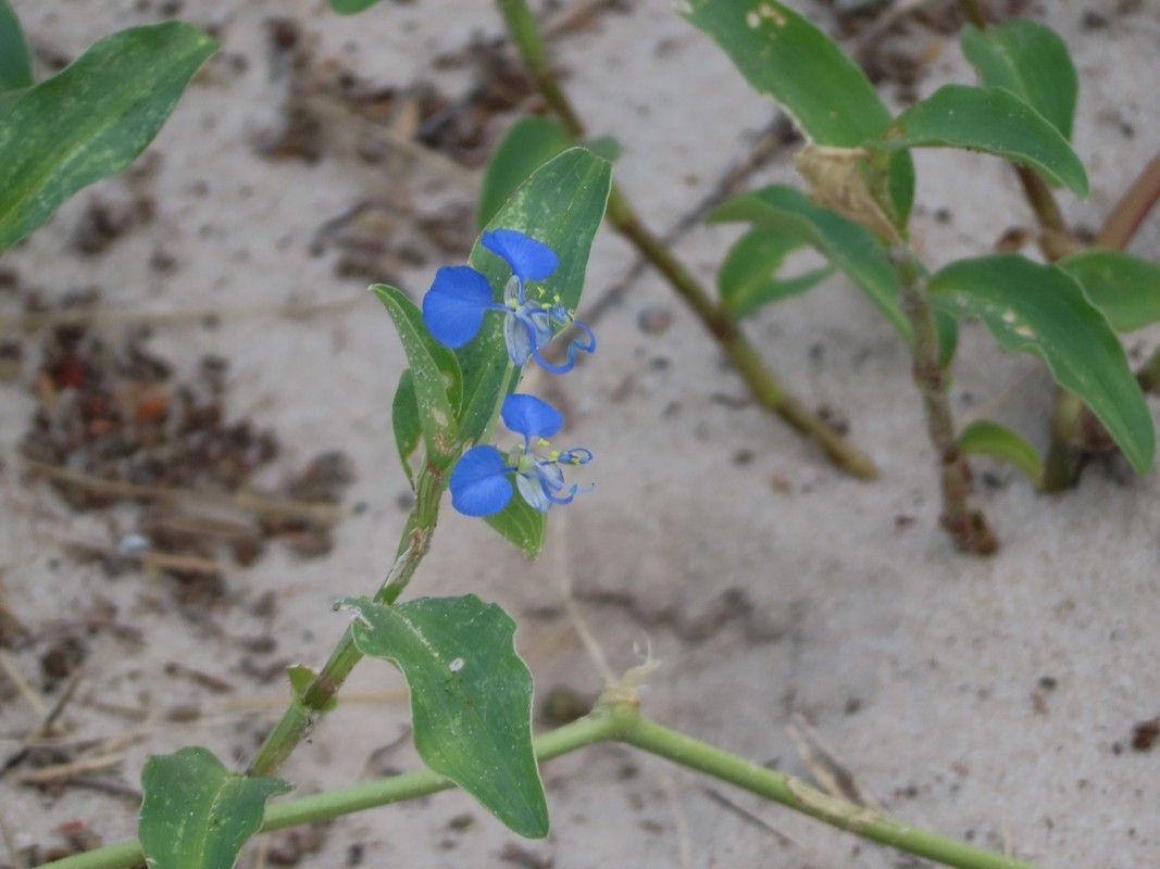 A plant with blue flowers and green leaves is growing in the sand.
