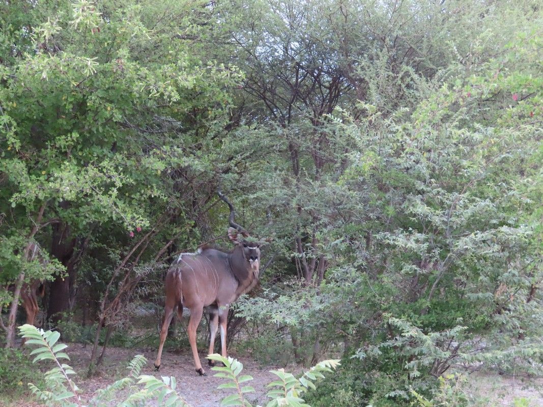 A deer is standing in the middle of a forest.