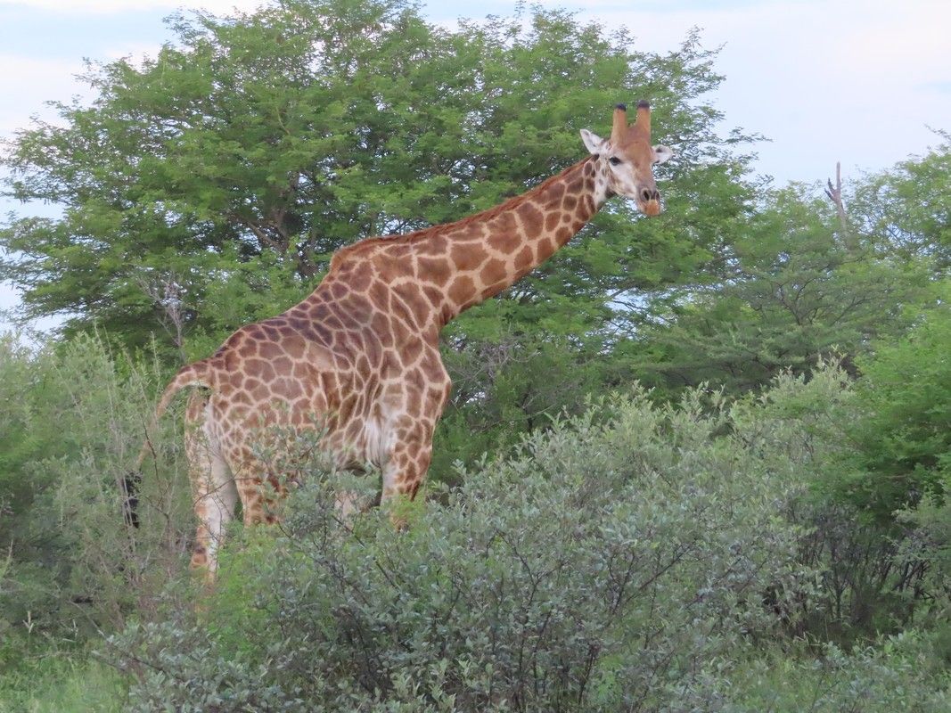 A giraffe is standing in the shade of a tree.