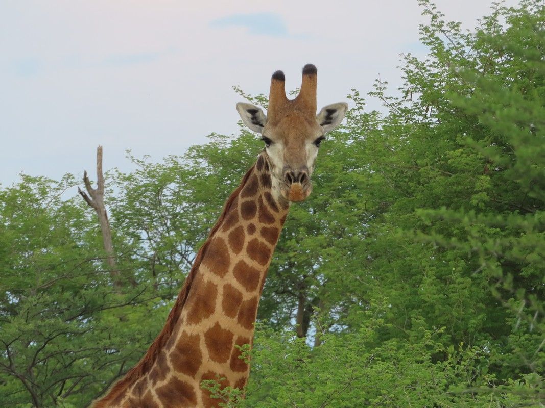 A giraffe standing in the woods looking at the camera