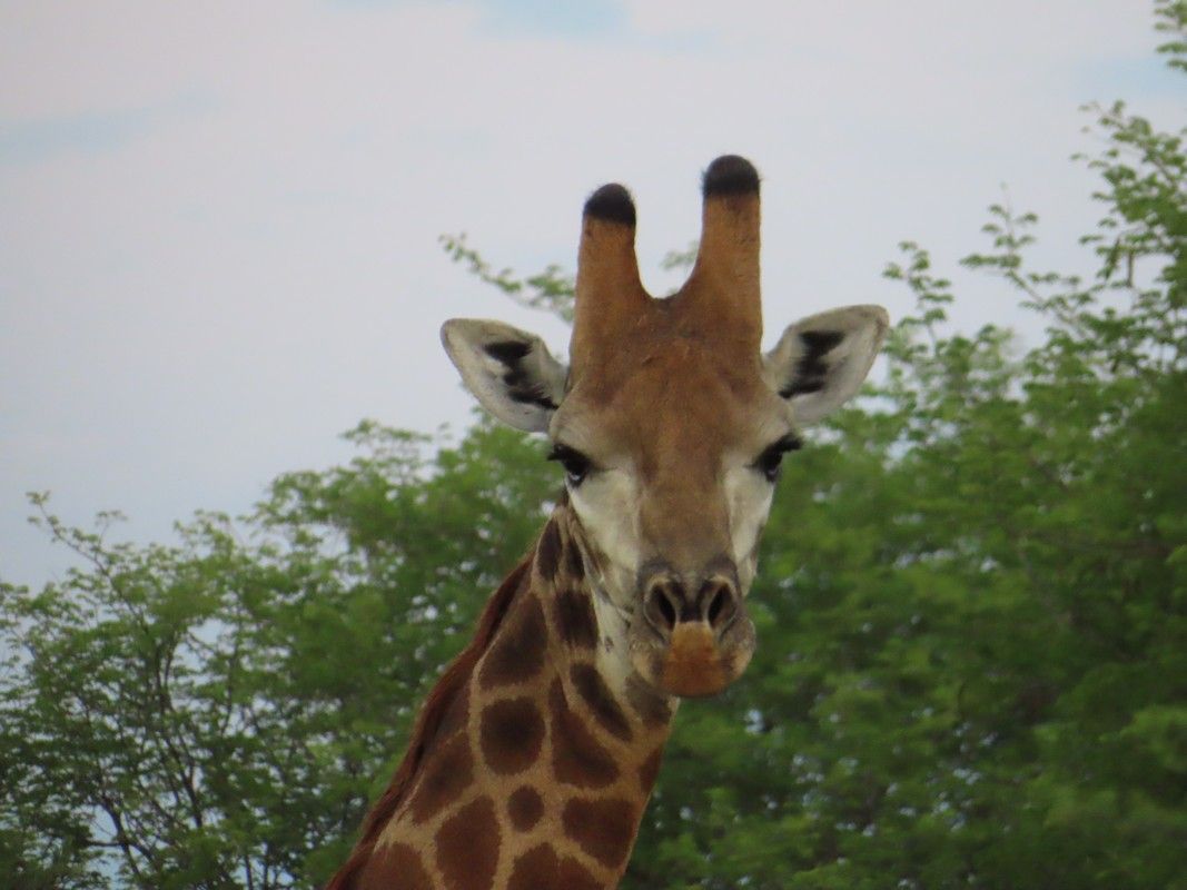 A close up of a giraffe 's head with trees in the background