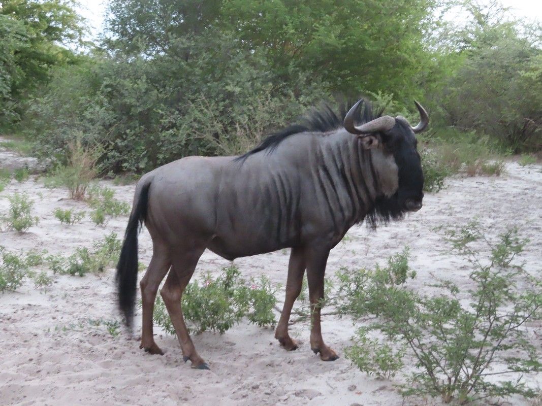 A wildebeest standing in the dirt with trees in the background