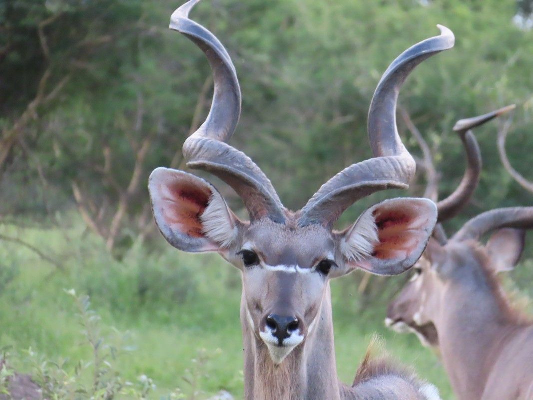 A close up of a deer with long horns looking at the camera