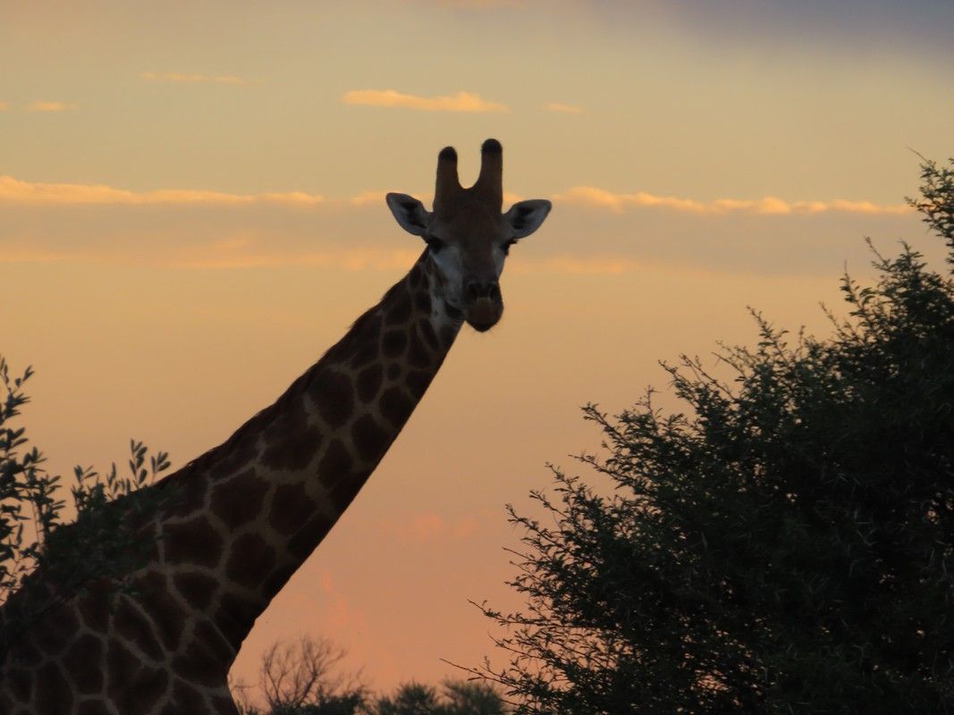 A giraffe stands in front of a sunset sky