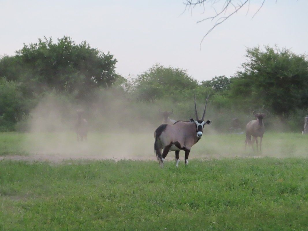 A herd of antelope standing in a grassy field with trees in the background.