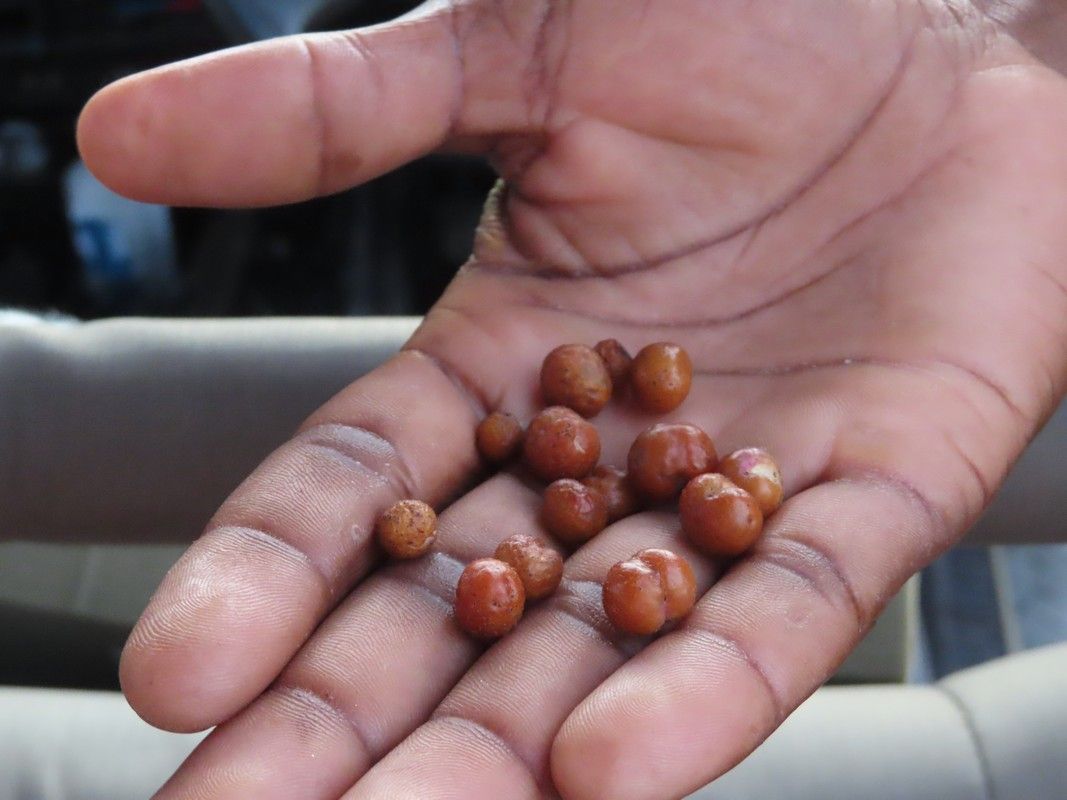 A person is holding a handful of small brown seeds