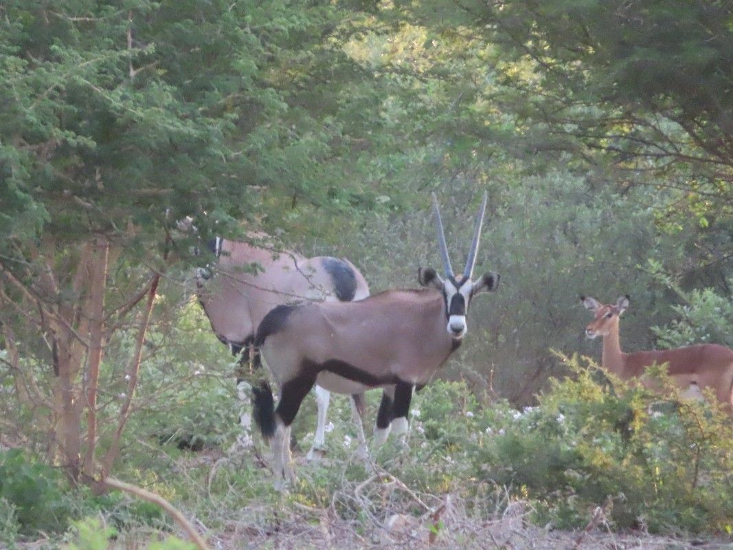 A herd of antelope standing in the woods.