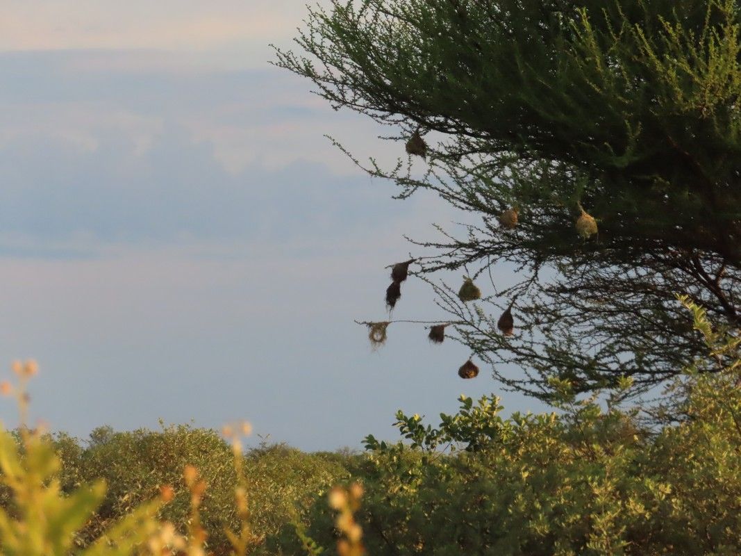 A tree with a lot of birds hanging from it