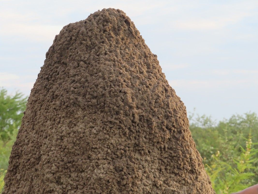 A person is holding a large pile of dirt in their hand.