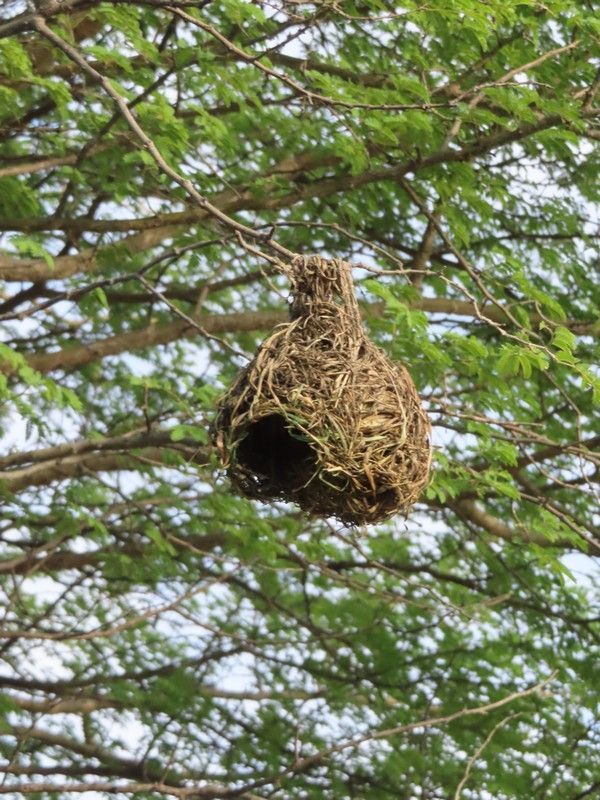 A bird nest is hanging from a tree branch.