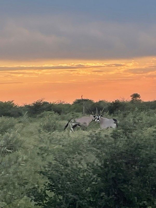 A couple of antelope standing next to each other in a field at sunset.