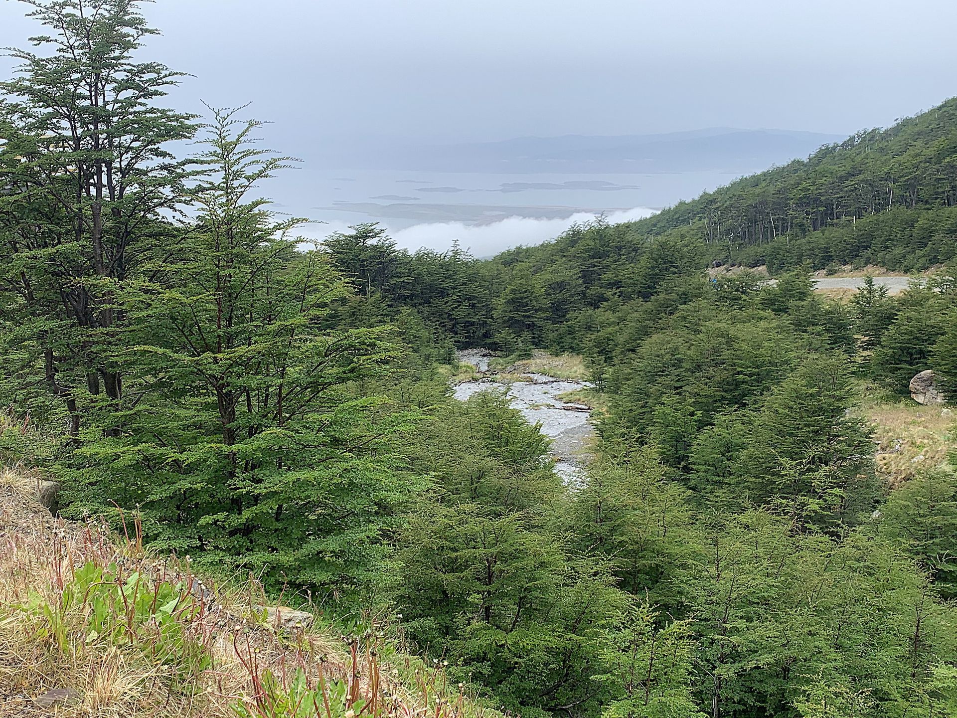 A river runs through a lush green forest on a hillside at the Martial Glacier