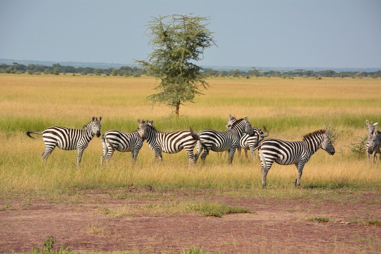 A herd of zebras are running in a field in the Serengeti