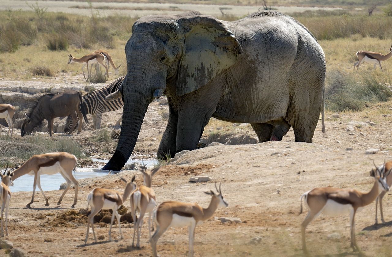 An elephant is drinking water from a waterhole surrounded by gazelles and zebras.