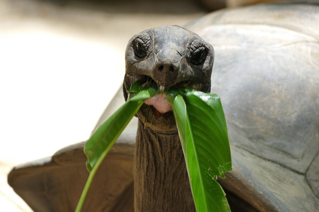 A turtle is eating a leaf with its mouth open