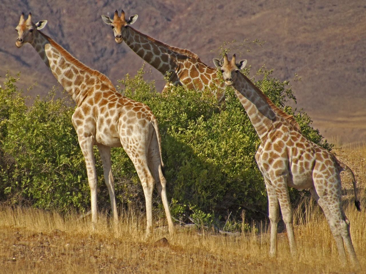 Three giraffes standing next to each other in a field in Namibia