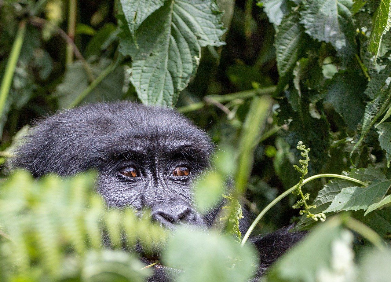 A gorilla is peeking out from behind a bush.