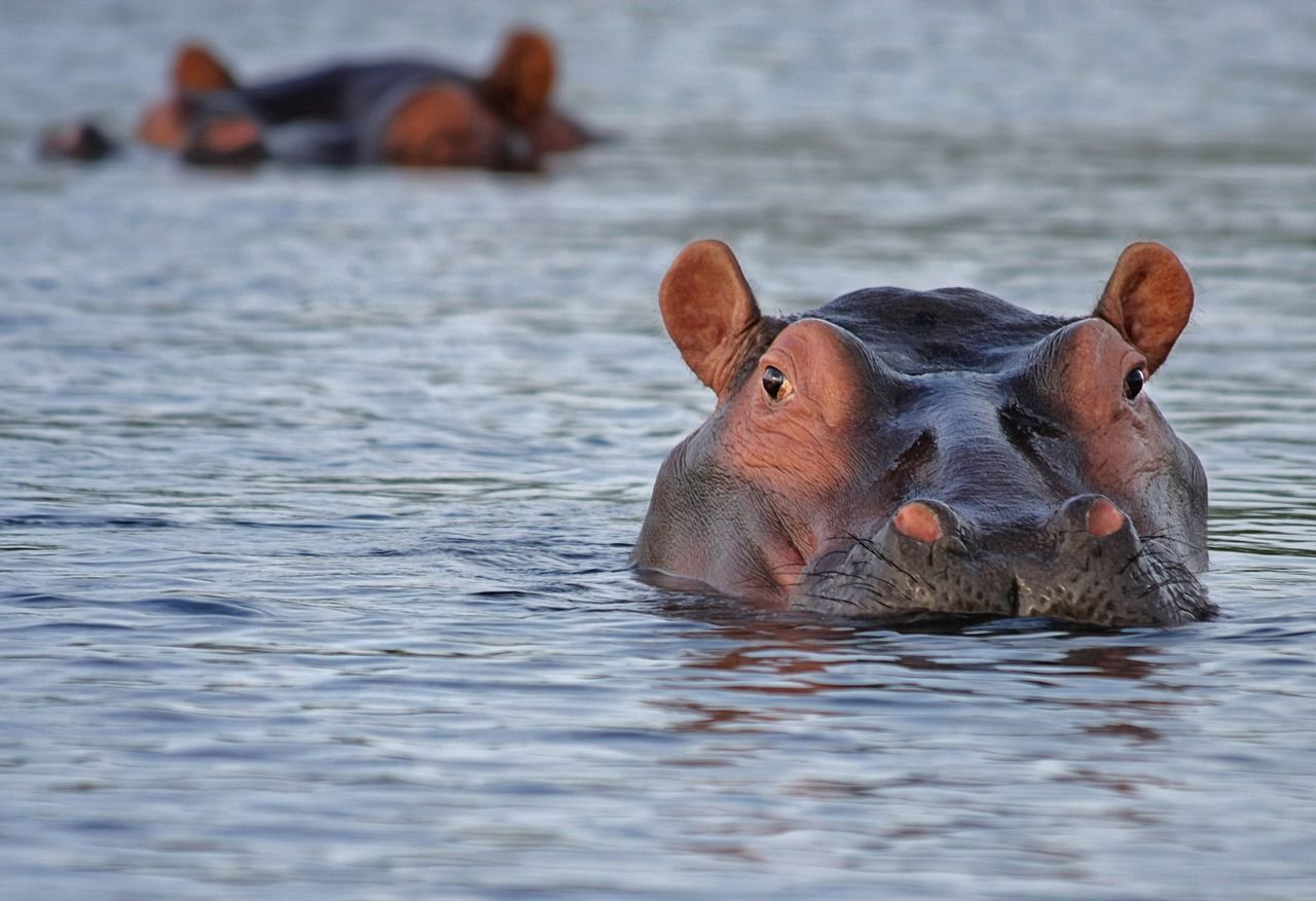 A hippopotamus is swimming in the water and looking at the camera.