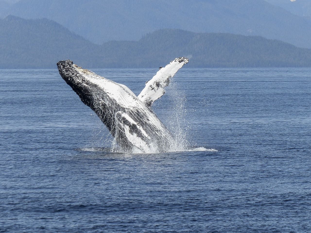 A humpback whale is jumping out of the water.